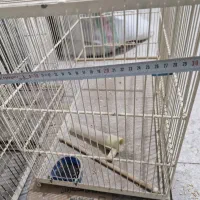 قفس|لوازم جانبی حیوانات|یزد, |دیوار