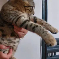 گربه های خونگی ملوس