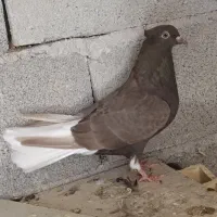 شوشتر