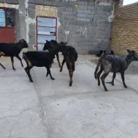 ۵ عدد گوساله ماده