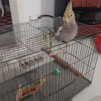 عروس هلندی خوشگل وزیبا