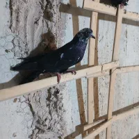 کبوتر|پرنده|اصفهان, منتظرالمهدی|دیوار