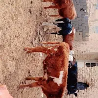 گوساله نر|حیوانات مزرعه|سیمکان, |دیوار