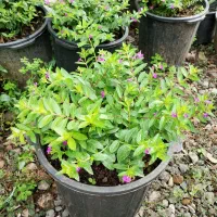 کوفیا یا گل مرجانی سطل ۱۰