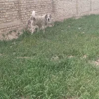 سگ گله و نگهبان