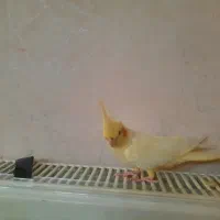 عروس هلندی لوتینو|پرنده|قم, بنیاد|دیوار