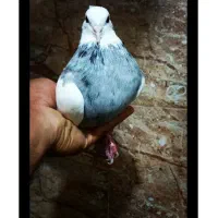 جوجه کبوتر برا دستی