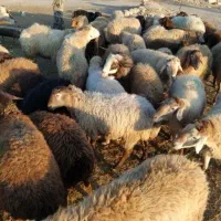 گوسفندارزان‌تر پیدا کردی تماس بگیرمن ارزان‌تر میدم