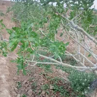 هرس وپهتار تمامی درختانبا داشتن ترکه