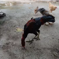 برهما اصل و لاری اصل افقان|حیوانات مزرعه|بندر ترکمن, |دیوار