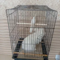 خرگوش لوپ و عروس هلندی|موش و خرگوش|یزد, |دیوار