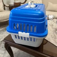 گربه ناز خونگی|گربه|سیرجان, |دیوار