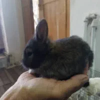 خرگوش مینیاتوری|موش و خرگوش|کرمانشاه, |دیوار