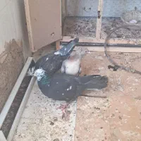 کفتر جفتگاه قفس جفتگاه