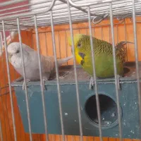 ۴عدد مرغ عشق اینگلیسی