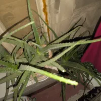 گل آلوورا بزرگ|گل و گیاه طبیعی|سیرجان, |دیوار