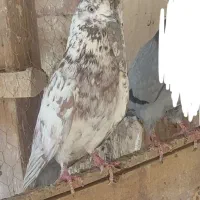 کفتر|پرنده|قم, آزادگان|دیوار