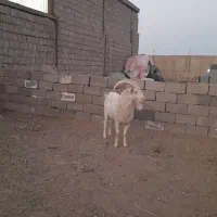 نربز سانن صددرصد خالص ..راور|حیوانات مزرعه|راور, |دیوار