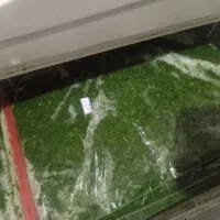 سبزی