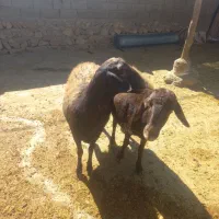 دوعددمیش درجه یک افشار