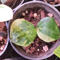 گیاه زامیفولیا ابلغ|گل و گیاه طبیعی|زرند, |دیوار