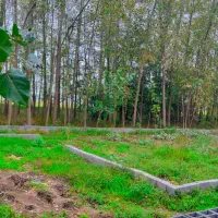 زمین در گیلان ۲۳۶متر دو بحر|فروش زمین و ملک کلنگی|رودبنه, |دیوار