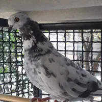 کبوتر پرشی|پرنده|بابل, |دیوار