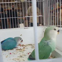عشقاتون اینجان،عروس و برزیلی