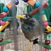 مینا|پرنده|مشهد, کارمندان دوم|دیوار