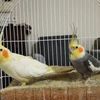 فروش عروس هلندی جفت با. تمام لوازم