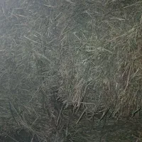 پرس یونجه|حیوانات مزرعه|مشهد, خواجه ربیع|دیوار