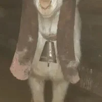 بز پاکستانی گلابی