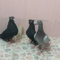 پرنده فروشی|پرنده|امیدیه, |دیوار