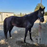 فروش اسب ایرانی|اسب و تجهیزات اسب‌سواری|مشهد, کوثر|دیوار