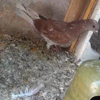 کفتر ‌ جوجه