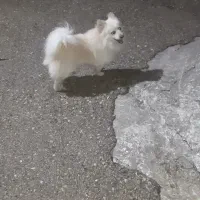 سگ پامر نر|سگ|اصفهان, جلفا|دیوار