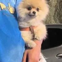 سگ پامر|سگ|باغستان, |دیوار