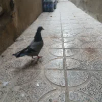 کفتر سالم