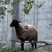 بره ماده هترو