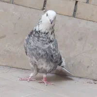 کفتر نر|پرنده|سیرجان, |دیوار
