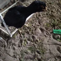 مرغ وجوجه لاری اصیل ونژاددار|حیوانات مزرعه|تبریز, |دیوار