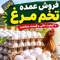 تخم مرغ، توزیع و فروش مشهد