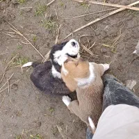 توله سگ|سگ|مینودشت, |دیوار