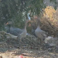 غاز محلی|حیوانات مزرعه|شیراز, بید زرد|دیوار