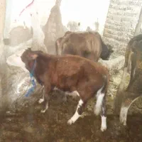 گوساله نر سیمینتال|حیوانات مزرعه|باوله, |دیوار