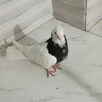 طوقی|پرنده|لردگان, |دیوار