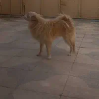 سگ پامر روباهی|سگ|شیراز, ده پیاله|دیوار