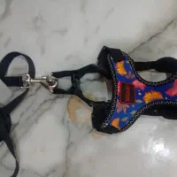 این سگ تربیت شدس واقعا شیتزو اصله و واقعا حرفه ای|سگ|پرند, فاز ۵|دیوار