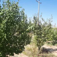 فروش باغ|فروش خانه و ویلا|ماهان, |دیوار