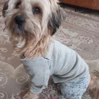 توله نر یکساله به قیمت مناسب